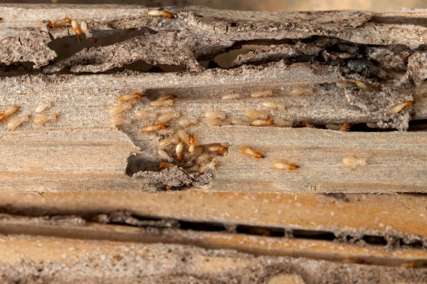 Best Termite Control Services  in USA